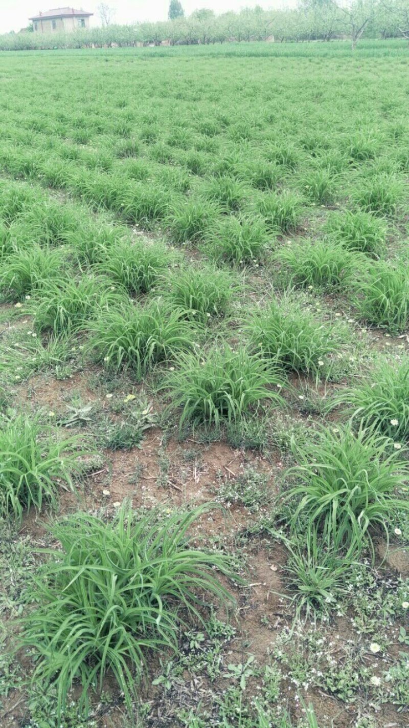 大量销售黄花菜苗
