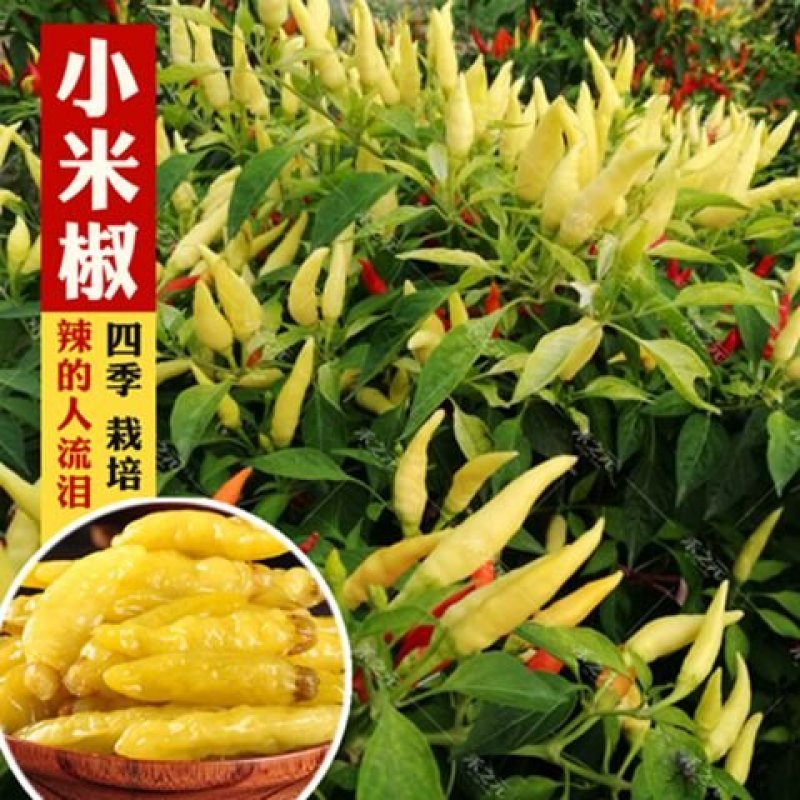 500粒装辣椒种子四季蔬菜籽七彩椒观赏小辣椒五彩椒朝天