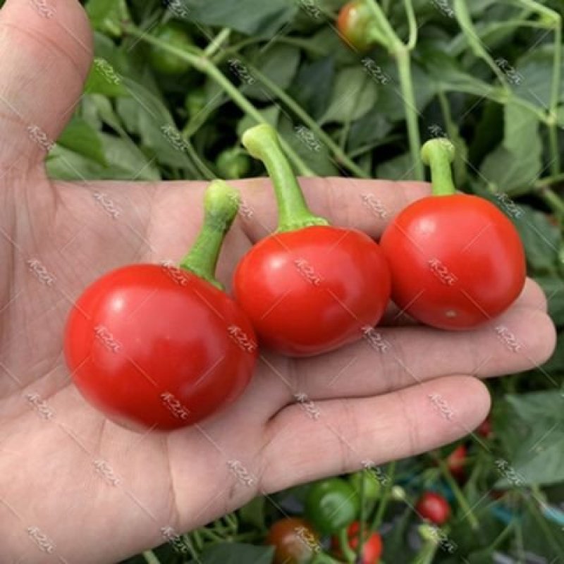 500粒装辣椒种子四季蔬菜籽七彩椒观赏小辣椒五彩椒朝天