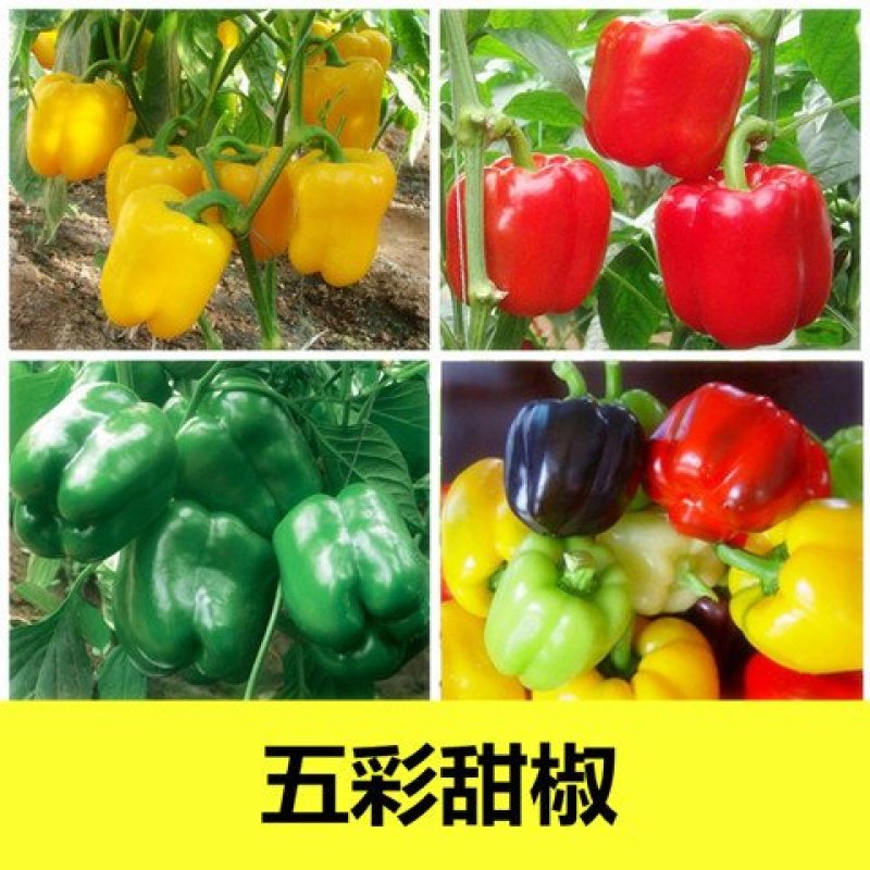 500粒装辣椒种子四季蔬菜籽七彩椒观赏小辣椒五彩椒朝天