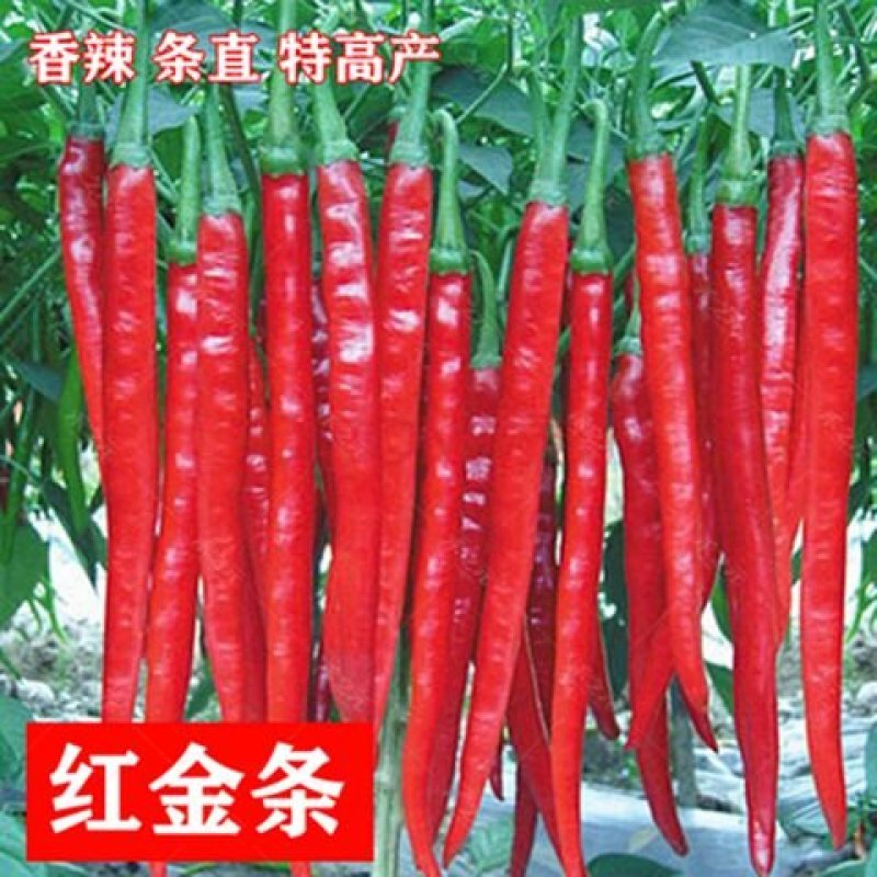 500粒装辣椒种子四季蔬菜籽七彩椒观赏小辣椒五彩椒朝天