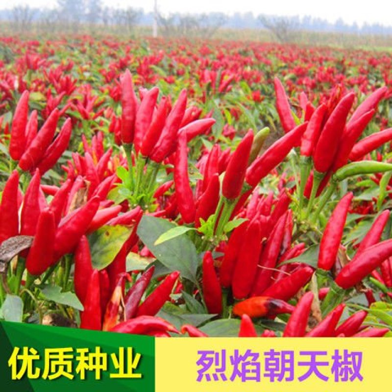 500粒装辣椒种子四季蔬菜籽七彩椒观赏小辣椒五彩椒朝天