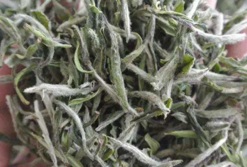 福鼎正宗管阳高山白茶