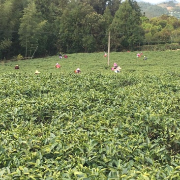 福鼎正宗管阳高山白茶