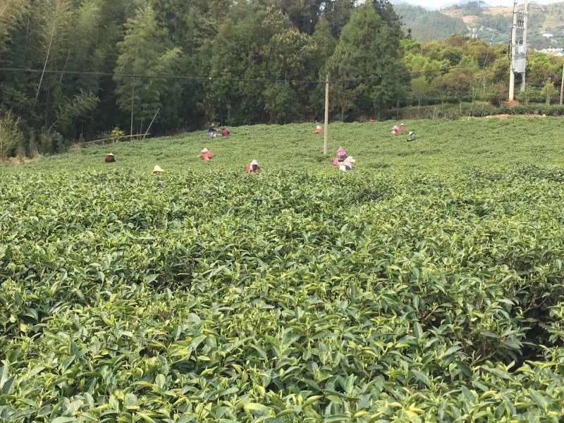 福鼎正宗管阳高山白茶