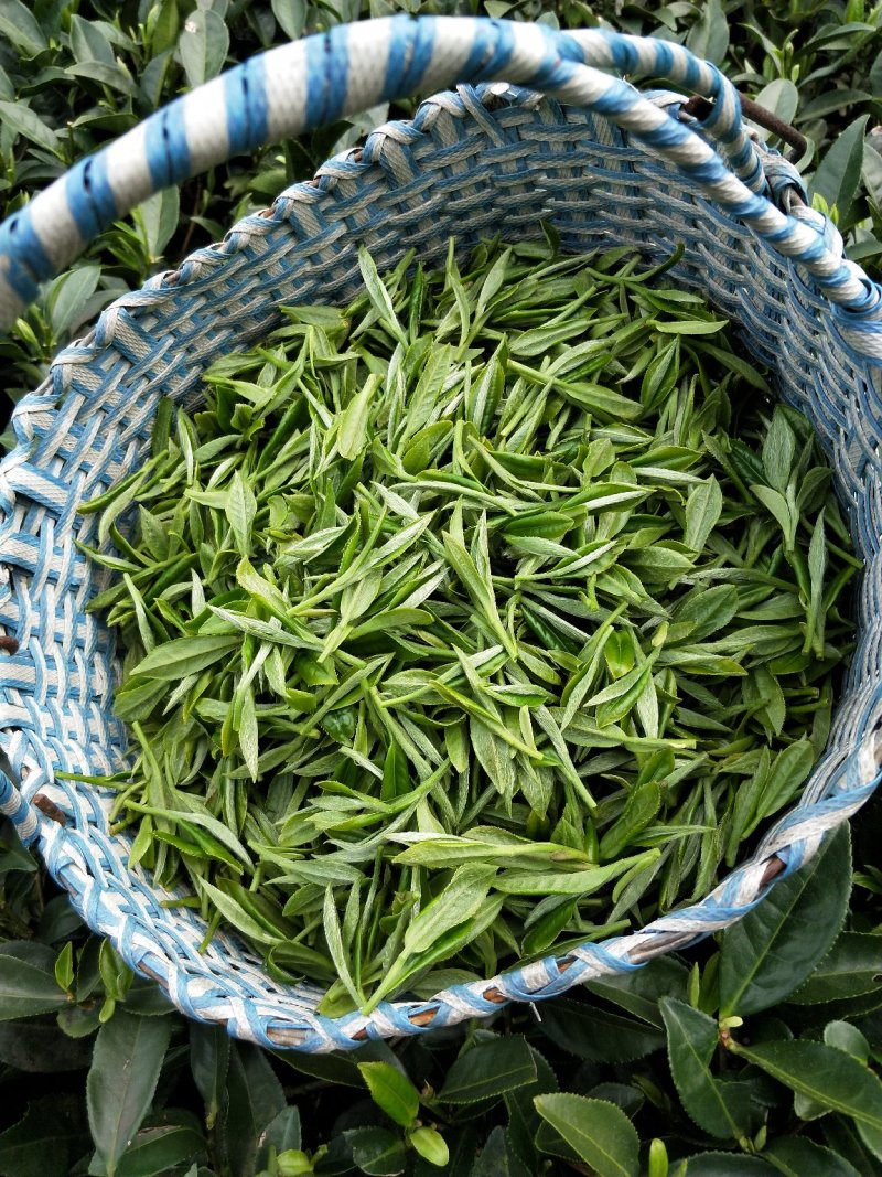 福鼎正宗管阳高山白茶