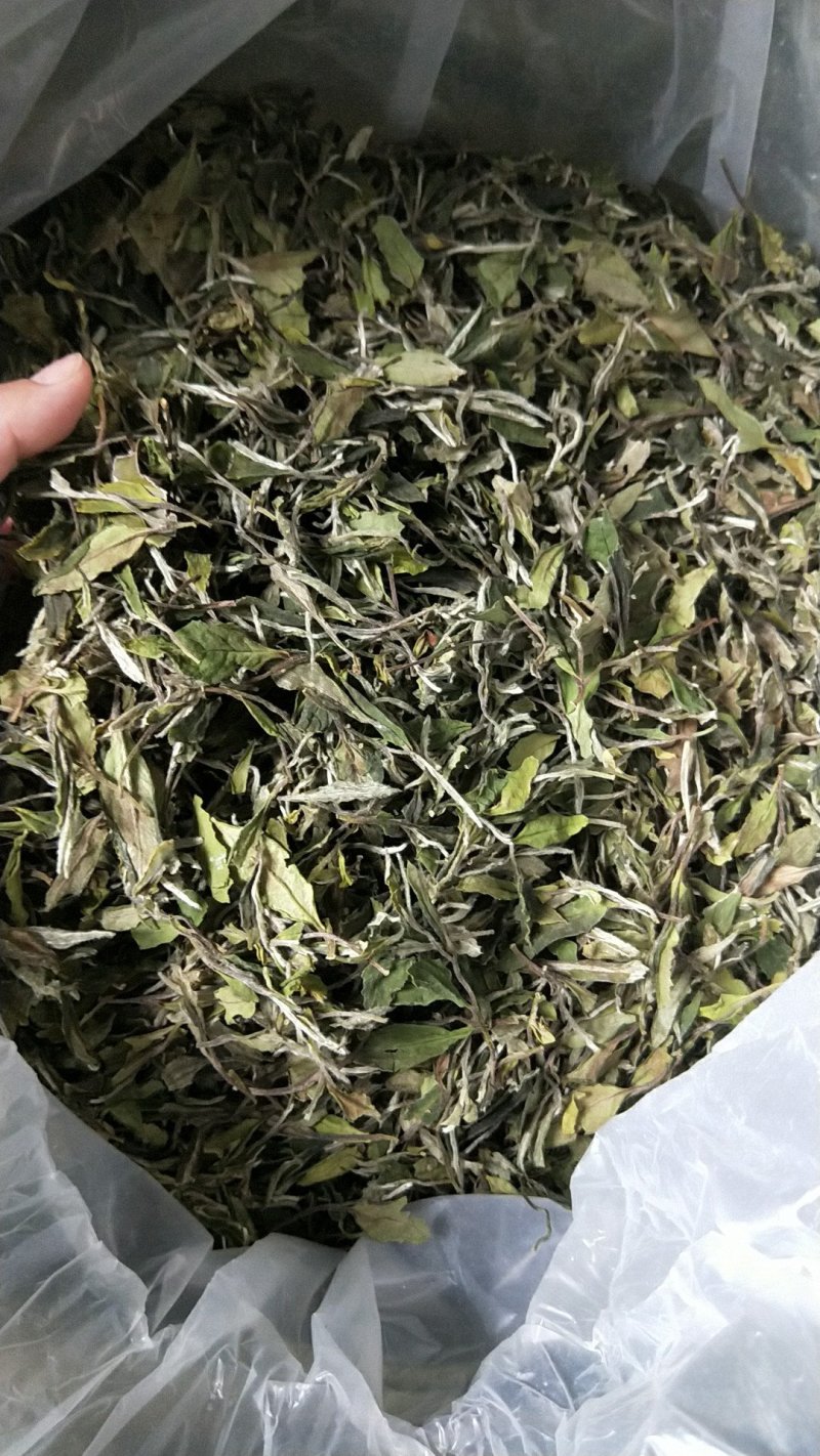 福鼎正宗管阳高山白茶