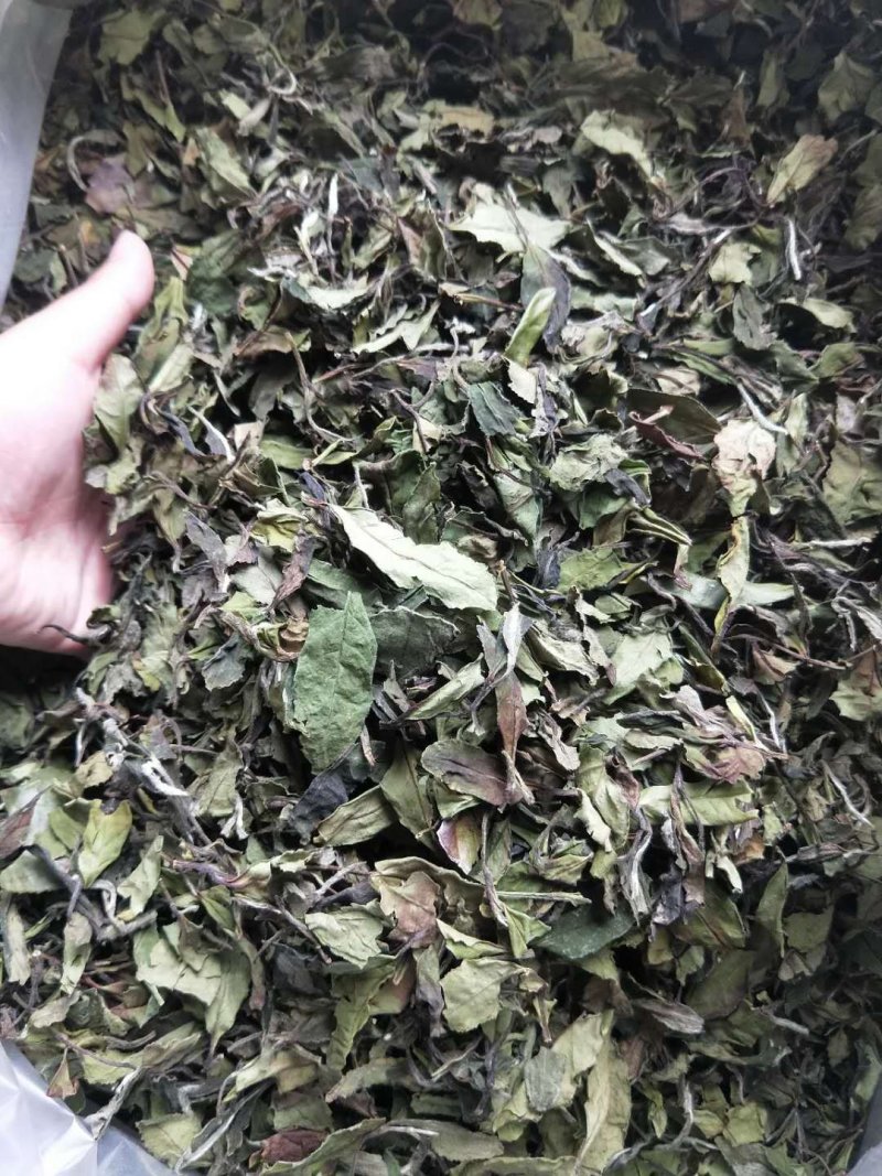 福鼎正宗管阳高山白茶