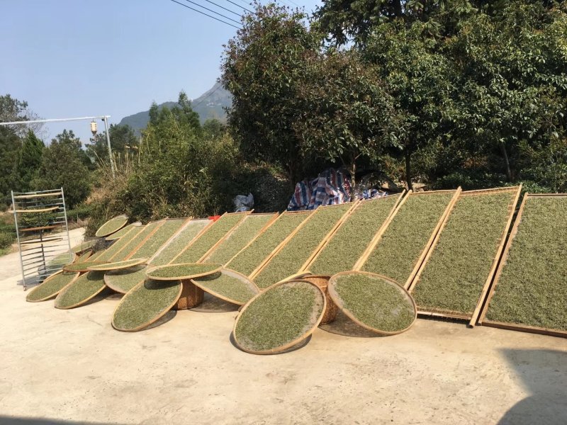 福鼎正宗管阳高山白茶