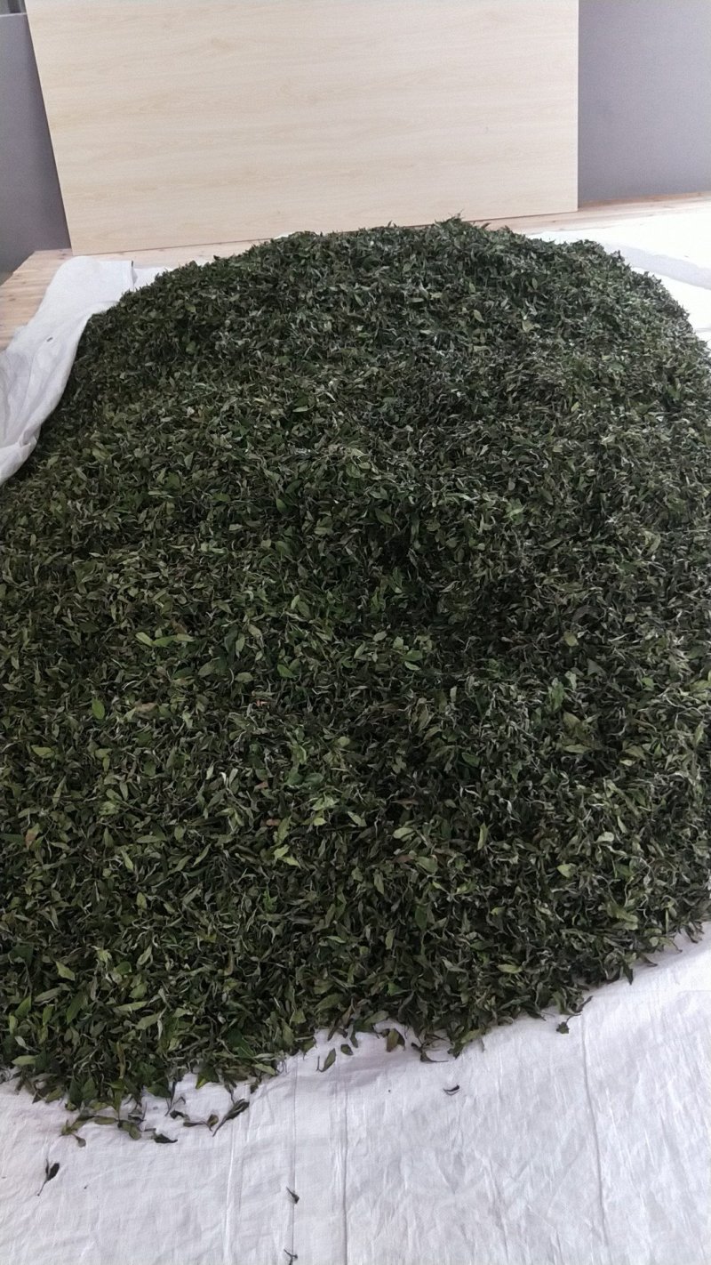 福鼎正宗管阳高山白茶