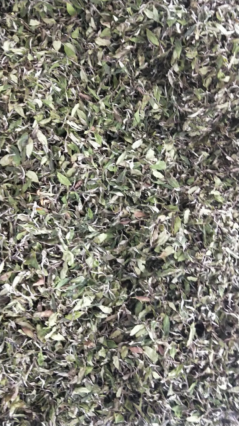 福鼎正宗管阳高山白茶