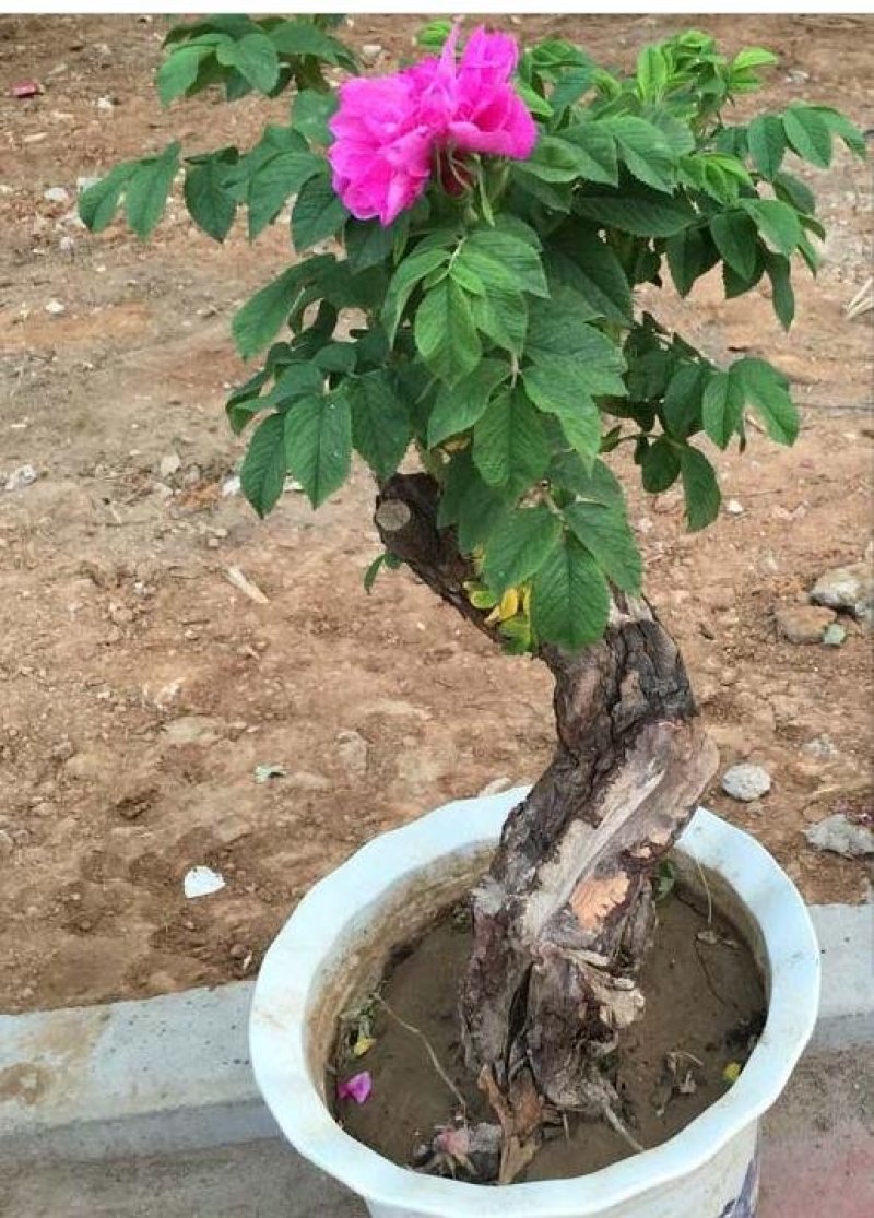 平阴玫瑰花玫瑰苗玫瑰盆花玫瑰干花食用玫瑰丰花一号