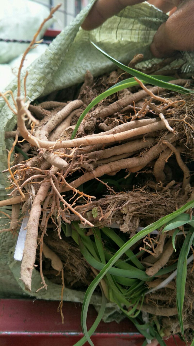 优质黄花菜种苗