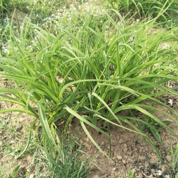 优质黄花菜种苗