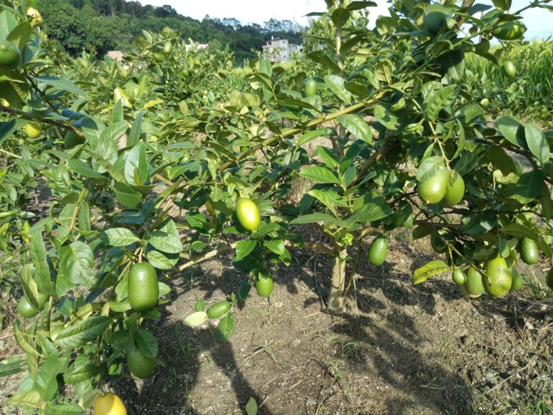 香水柠檬树苗50~80cm上市中产地直销，量大价优，