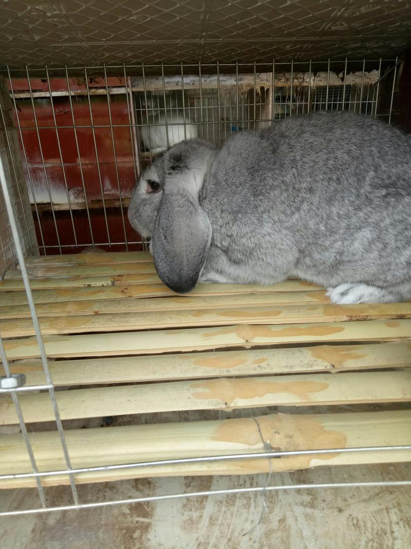公羊兔种兔7只8斤