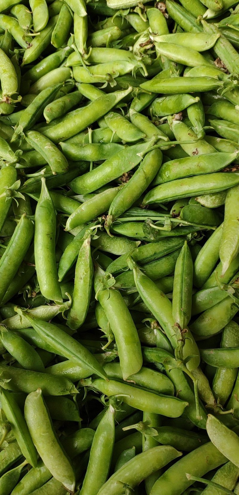 豌豆荚