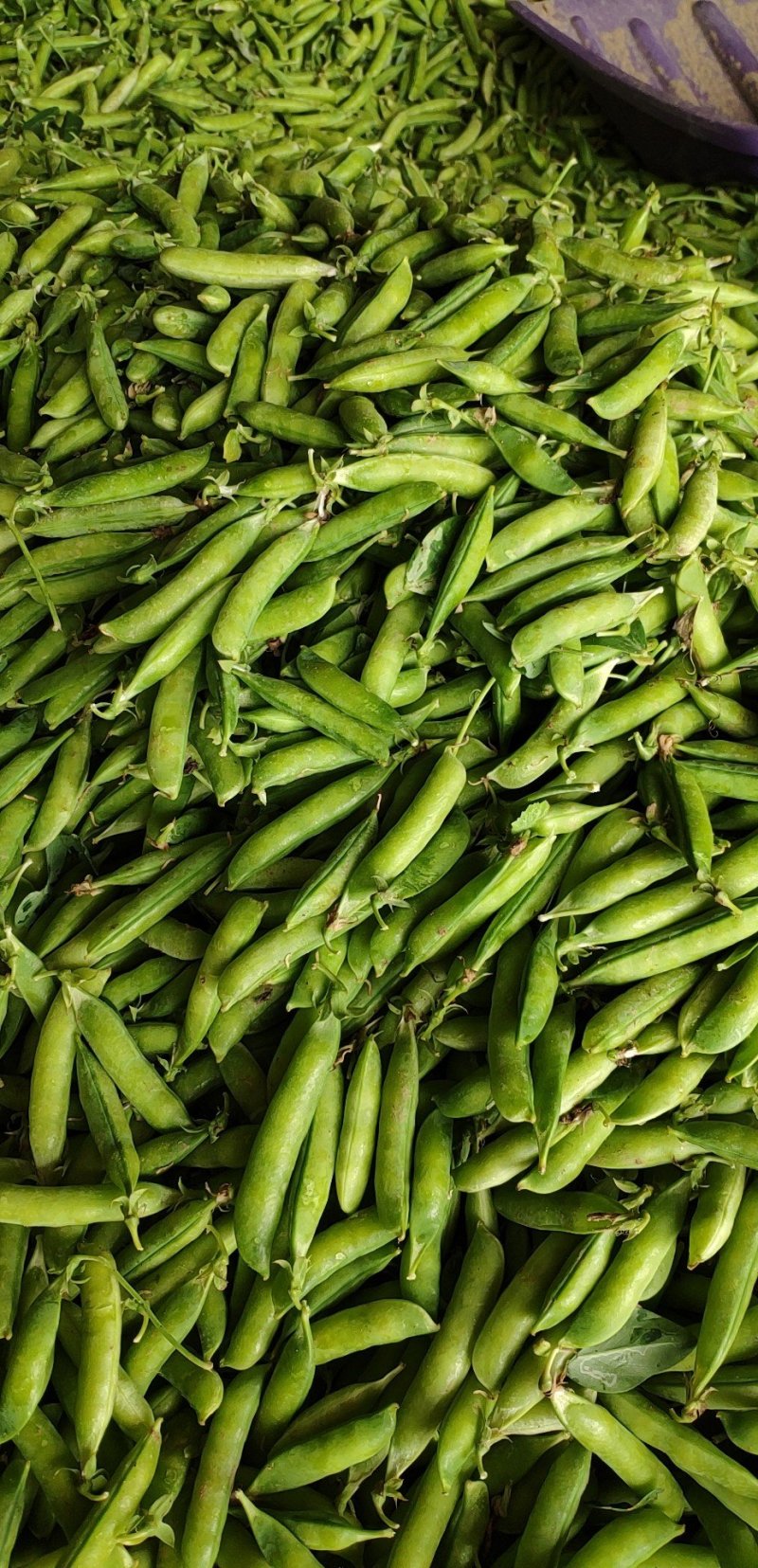 豌豆荚