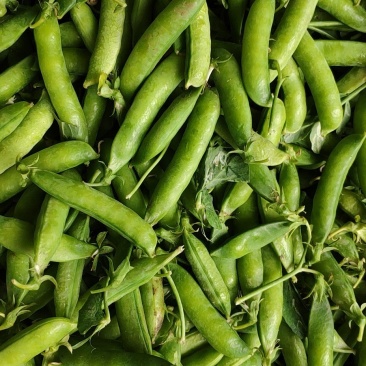 豌豆荚