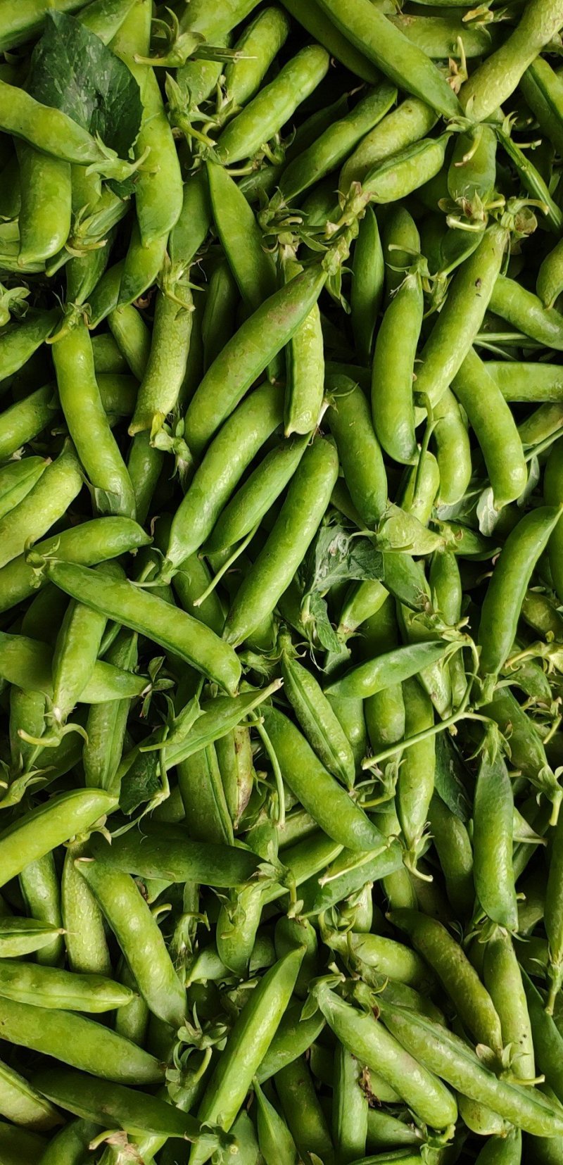 豌豆荚