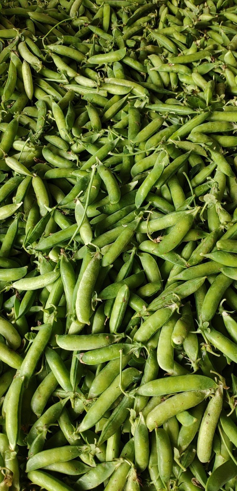 豌豆荚