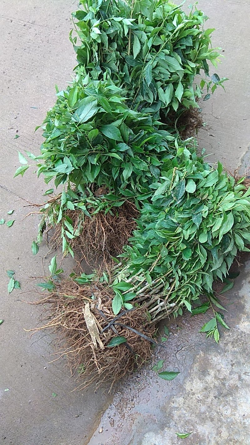 大果三华李苗，包正宗，假一赔十，提供免费种植技术