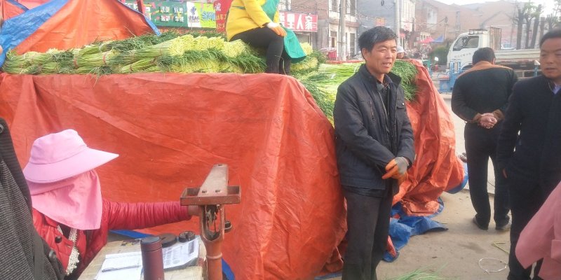 红帽白帽蒜薹精品60-70公分货源充足代发全国