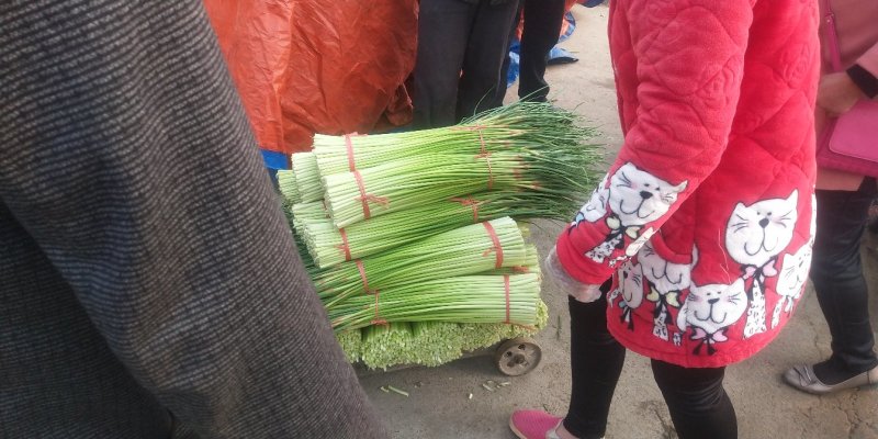 红帽白帽蒜薹精品60-70公分货源充足代发全国