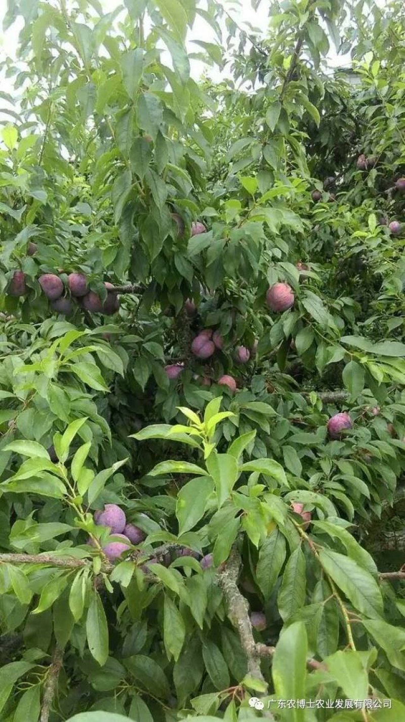 三华李树苗，包正宗，假一赔十，提供免费种植技术