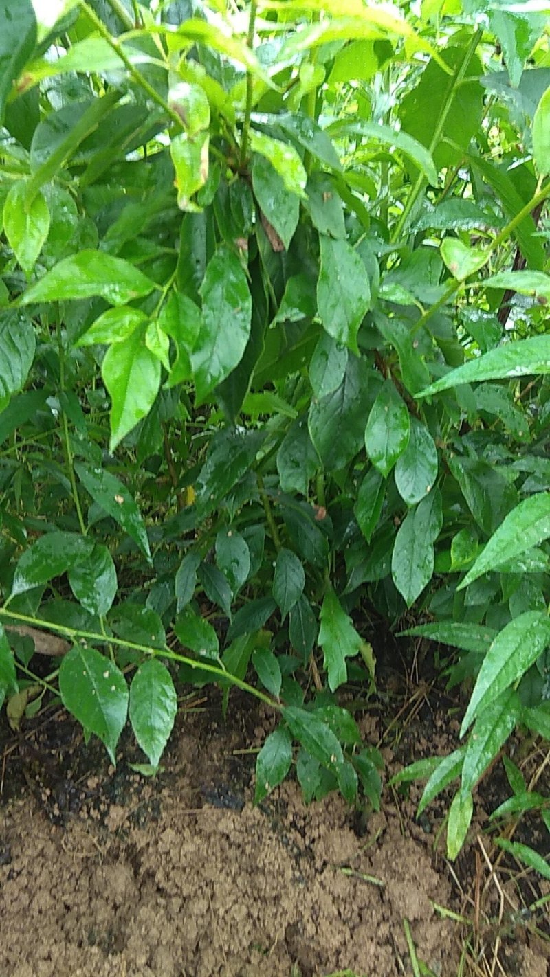 三华李树苗，包正宗，假一赔十，提供免费种植技术