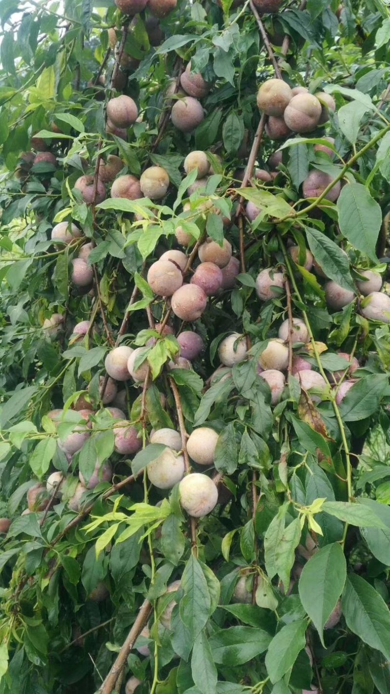 三华李树苗，包正宗，假一赔十，提供免费种植技术