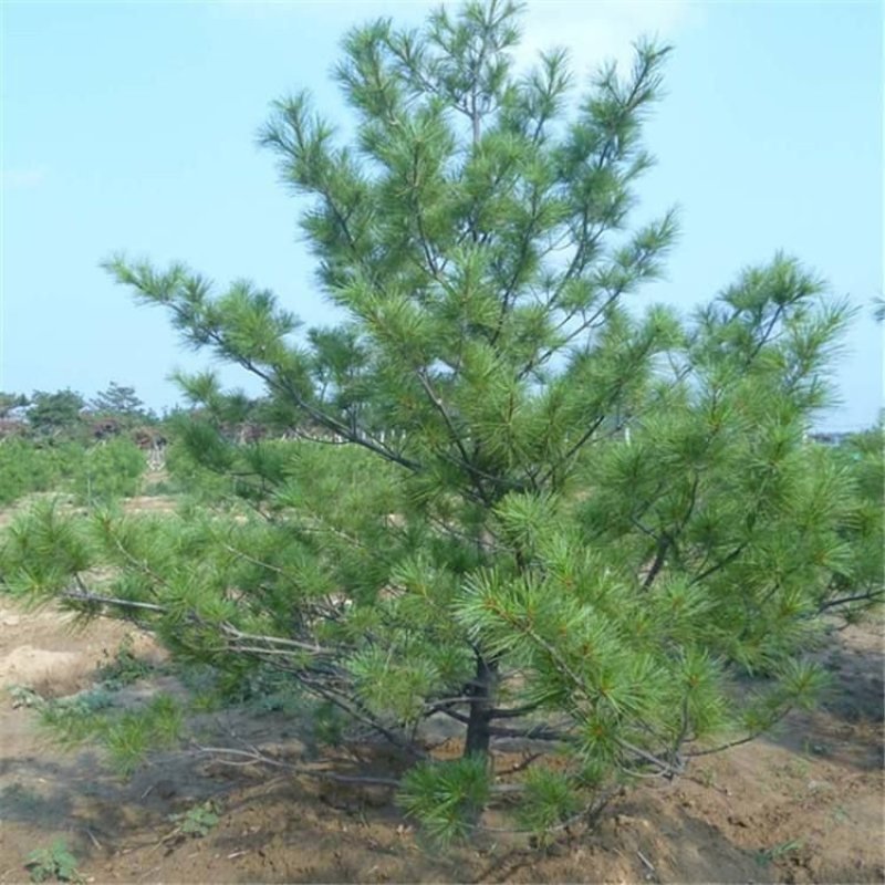 华山松种子
