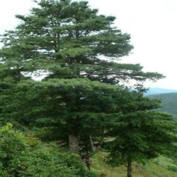 华山松种子