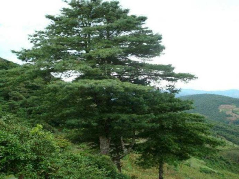 华山松种子