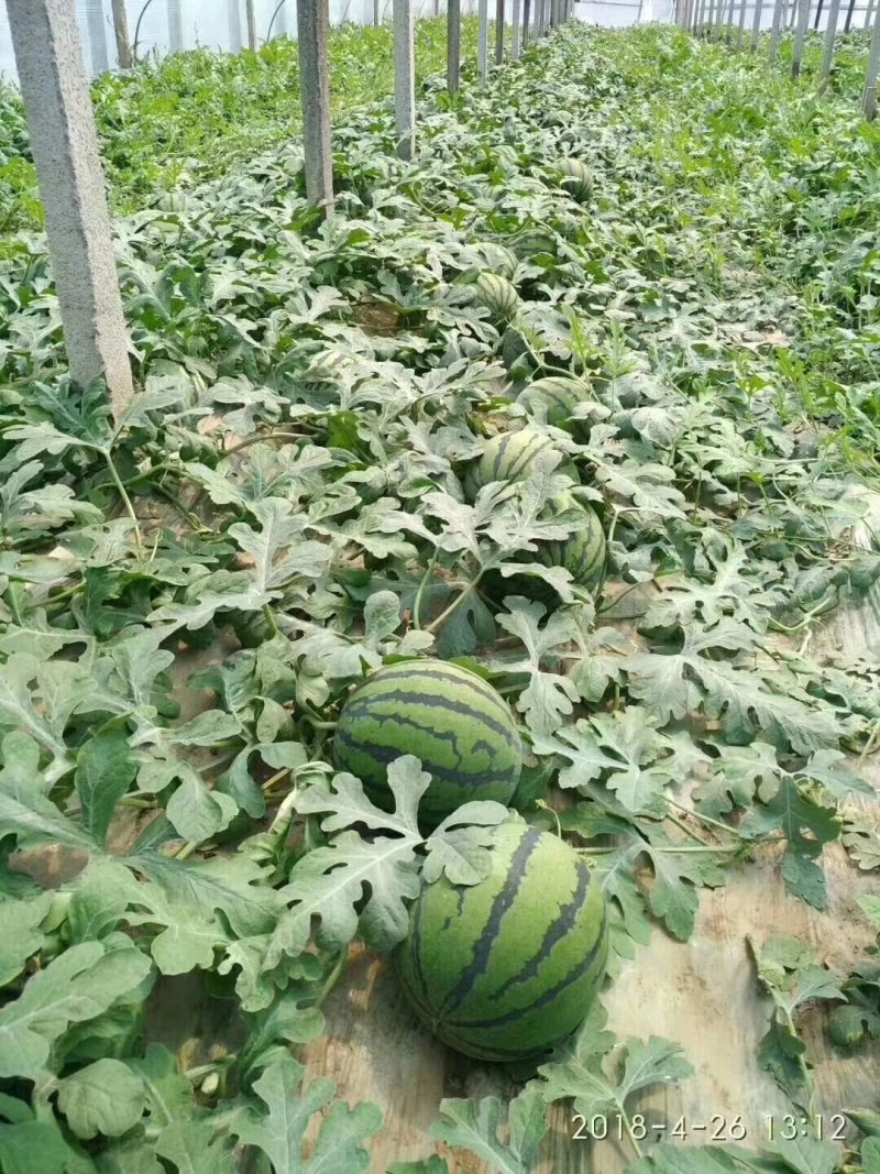 精品甜王