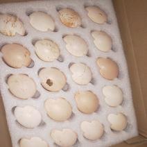 斗鸡蛋孵化50g以下
