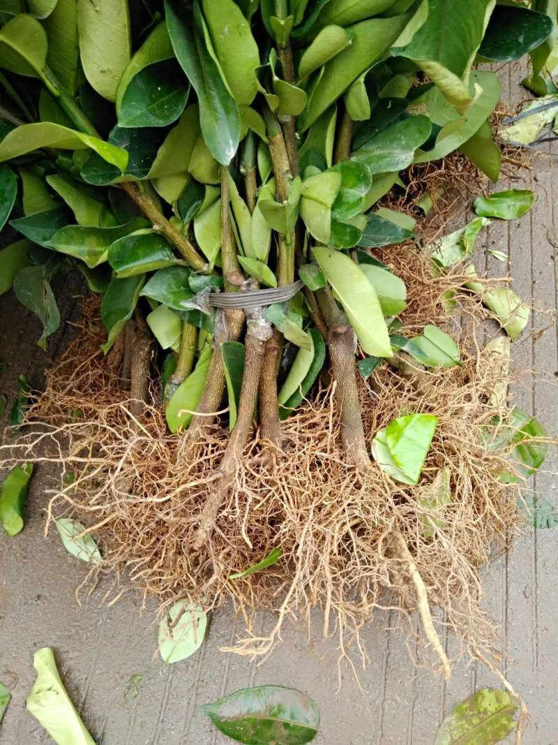 桂柚一号沙田柚，包正宗假一赔十（不用授粉提供免费种植技术