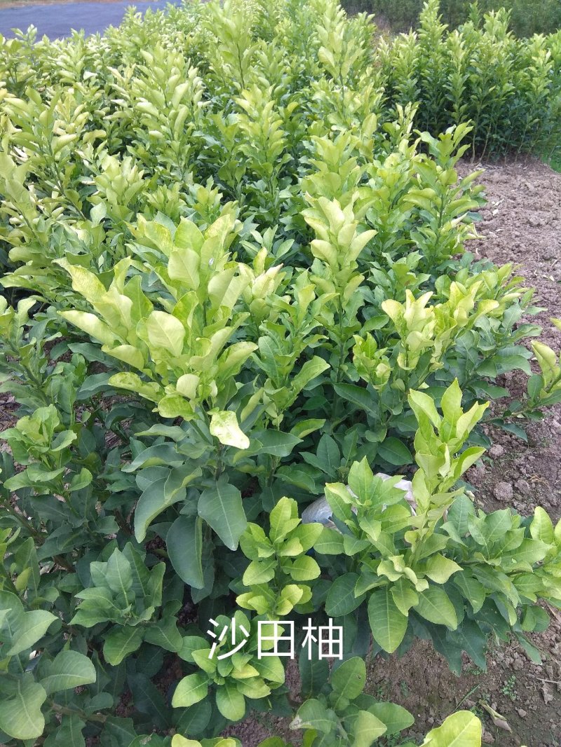 桂柚一号沙田柚，包正宗假一赔十（不用授粉提供免费种植技术