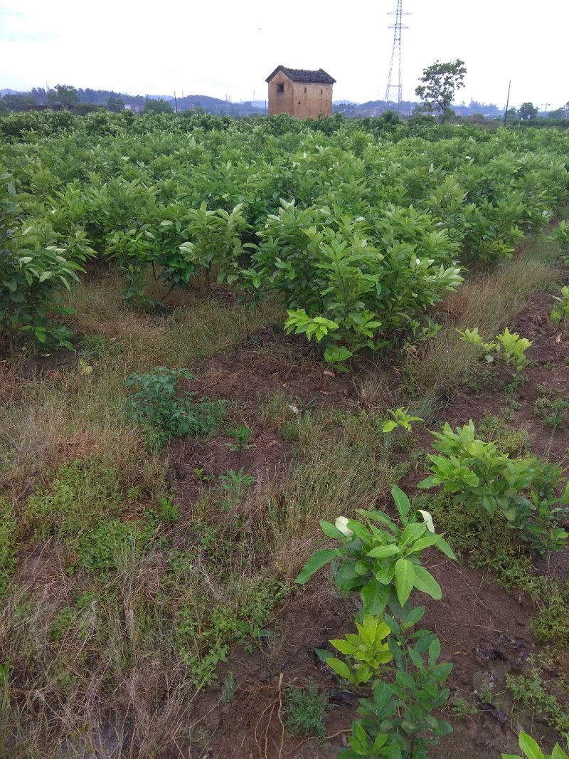桂柚一号沙田柚，包正宗假一赔十（不用授粉提供免费种植技术