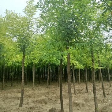 低价出售自家苗圃8-9-10公分二次平冒。