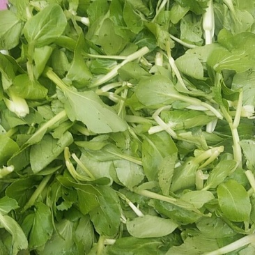 新鲜油菜