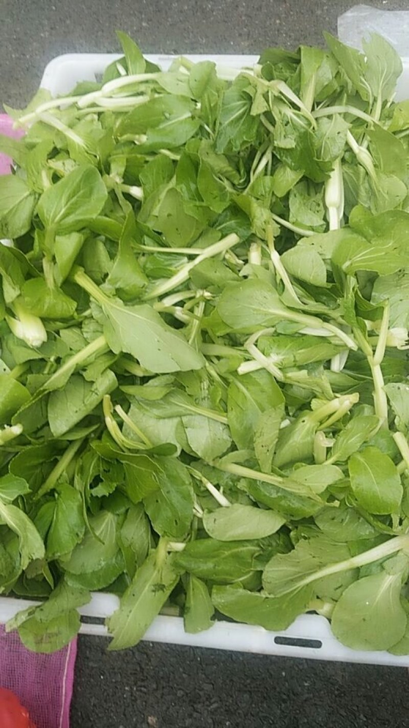 新鲜油菜