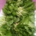 新鲜油菜