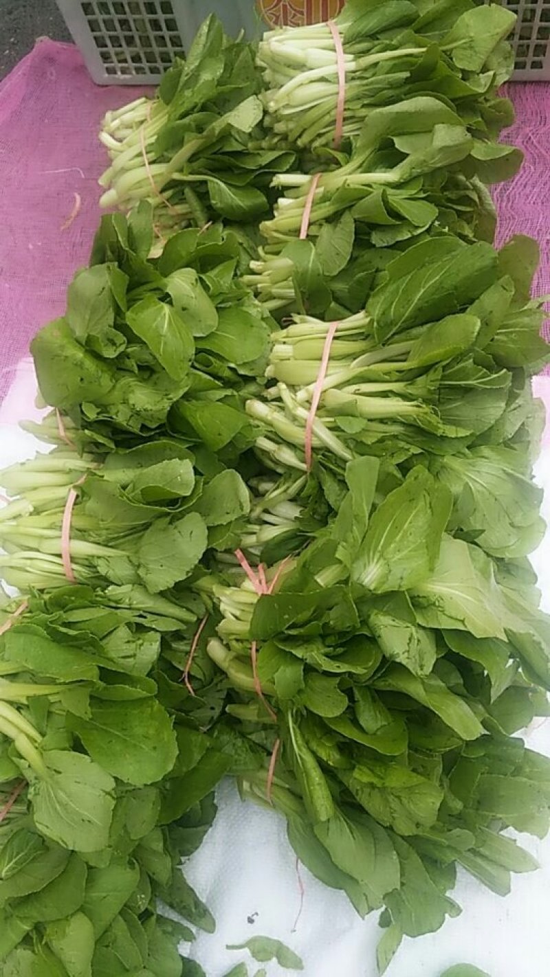 新鲜油菜
