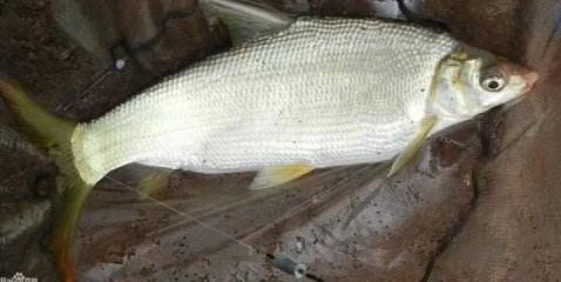 青苔鱼苗供应！！！！！！！！！