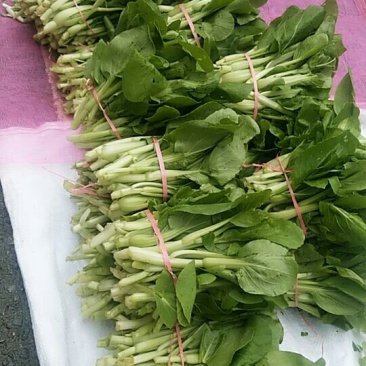 油菜