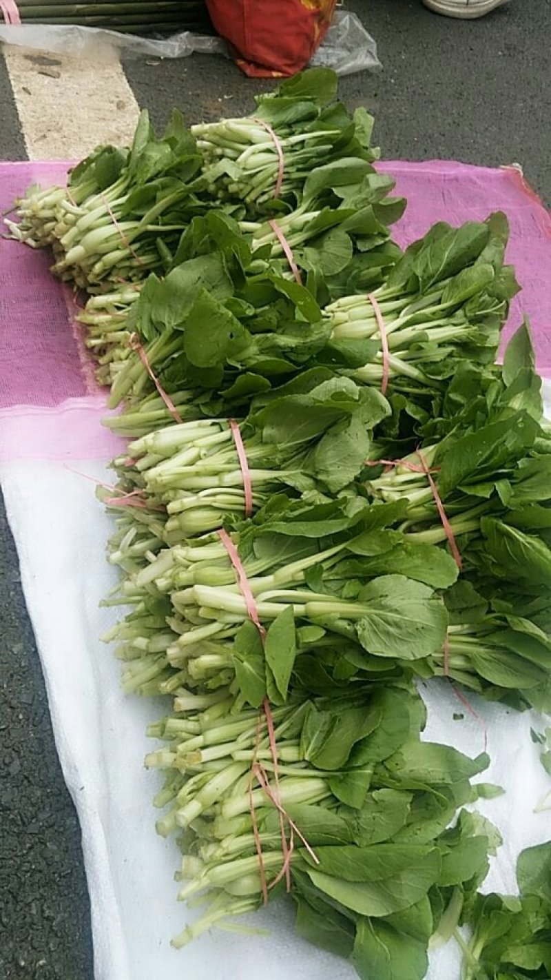油菜