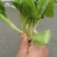 油菜
