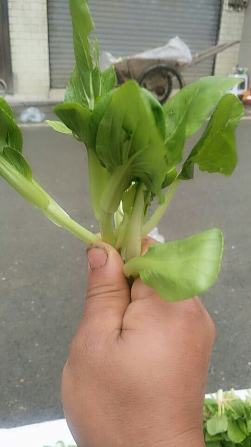 油菜