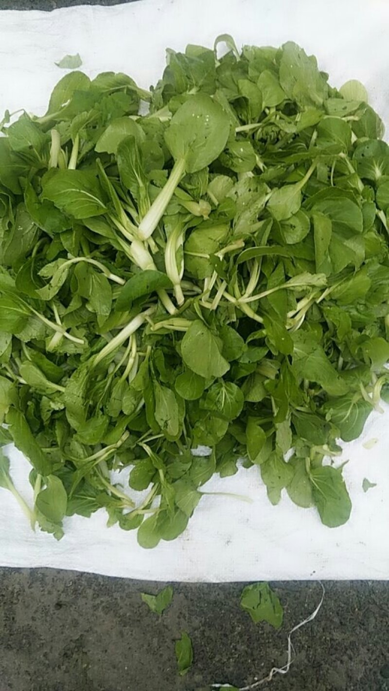油菜
